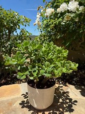 Jade succulent crassula for sale  San Clemente