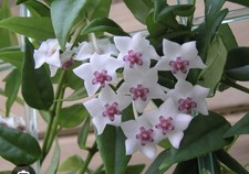 Hoya bella long for sale  COLCHESTER