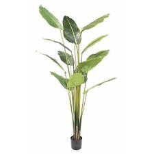 Palmier arbre voyageur d'occasion  France