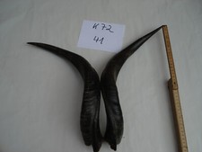Kudu hörner schläuche gebraucht kaufen  Osterode