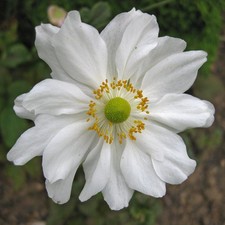 Anemone hybrida whirlwind for sale  BRIXHAM
