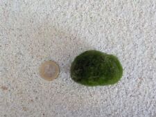 Aquarium pflanze mooskugel gebraucht kaufen  Worms