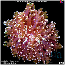 coral frogspawn for sale coral frogspawn for sale USA