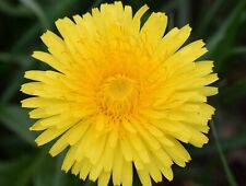Dandelion taraxacum officinale for sale  UK