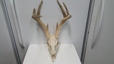Dead head whitetail for sale  Florence