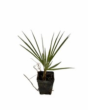 Washingtonia filifera piante usato  Terlizzi