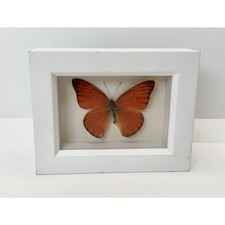 Bug glass white for sale  Kansas City