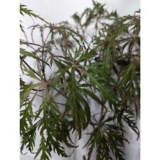 Acer palmatum garnet for sale  Fairview