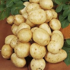 Navan seed potatoes for sale Navan seed potatoes for sale  NEWRY