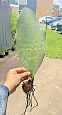 Whale fin snake for sale  Webster
