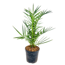 Pianta phoenix canariensis usato  Piazza Armerina