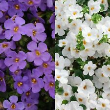 Bacopa trailing plants for sale  GLASGOW