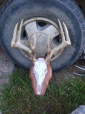 Beautiful european deer for sale  Walhalla