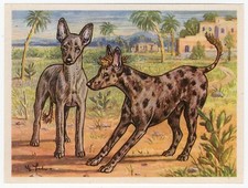 African hairless1952 dog for sale  COLEFORD