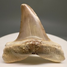 Uncommon 1.52 fossil for sale  Fernandina Beach