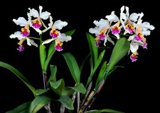 Rex seedling species for sale  Akron