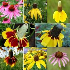 Coneflower conehead mix for sale  Sevierville