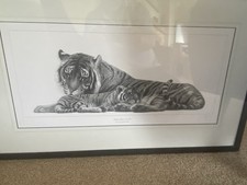 Gary hodges bengal for sale  CHELTENHAM
