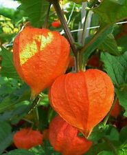 Chinese lantern physalis for sale  Buchanan