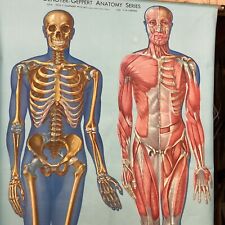 Deonyer geppert anatomy for sale  Berlin Heights