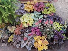 002532a heuchera heucherella usato  Spedire a Italy