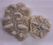 Natural brain coral for sale  Gagetown