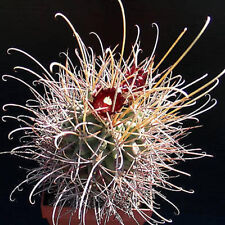 Sclerocactus wrightii rari usato  Spedire a Italy