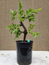 Jujube chinese bonsai for sale  Westminster