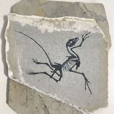 Real amphibian vertebra for sale  Shipping to United Kingdom