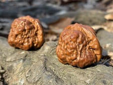 Chinese wenwan walnut for sale  Baltimore