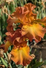 Bronzette star iris d'occasion  Expédié en Belgium