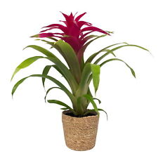 Guzmania deseo pink gebraucht kaufen  Deutschland