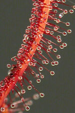 Drosera capensis all usato  Reggio Calabria