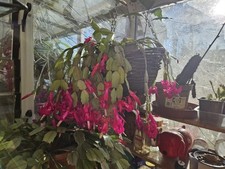 Christmas thanksgiving cactus for sale  CRAWLEY