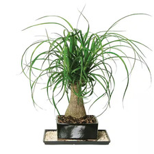 Ponytail palm bonsai for sale  Lamar