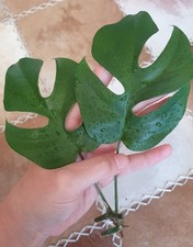 tetrasperma rhaphidophora gebraucht kaufen tetrasperma rhaphidophora gebraucht kaufen Telgte