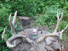 Mule deer shed for sale  Belgrade