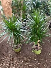 Dracaena marginata cane for sale  Chatsworth