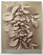 Photo albumen print d'occasion  Expédié en Belgium