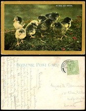 Chicks young birds for sale  UK