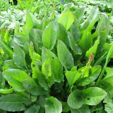 100 semi rumex usato  Italia