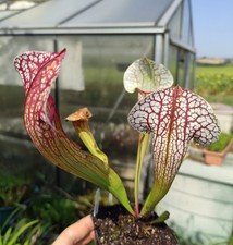 Sarracenia skywatcher carnivor d'occasion  Beaumont-de-Lomagne