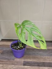 Monstera adansonii cutting for sale  LONDON