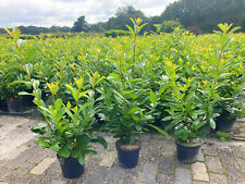 Kirschlorbeer xxl rotundifolia gebraucht kaufen  Saterland