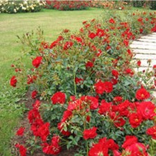 Rosa the fairy gebraucht kaufen  Mönchengladbach