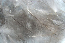 Plume cul canard d'occasion  Clermont-Ferrand-