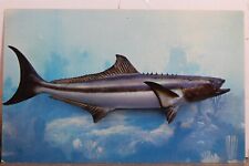 cobia for sale  Wilmington