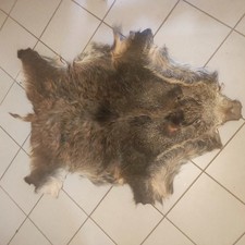 Gegerbte wildschweindecke gebraucht kaufen Gegerbte wildschweindecke gebraucht kaufen  Eggolsheim