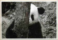 Cpm panda d'occasion  Hérouville-Saint-Clair