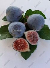 Napolitana negra fig for sale  Shipping to Ireland